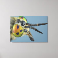 Tête de mouche de cerf