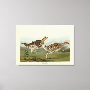 Toile Tétras à queue fine - Audubon's Birds of America