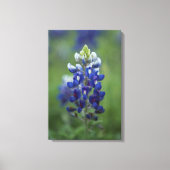 Toile Texas Bluebonnet (Recto)