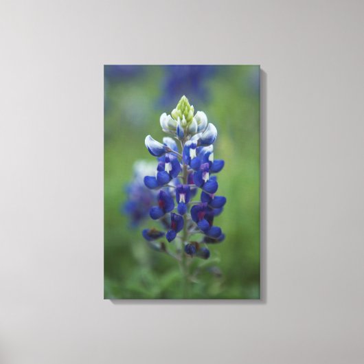 Toile Texas Bluebonnet (Recto)