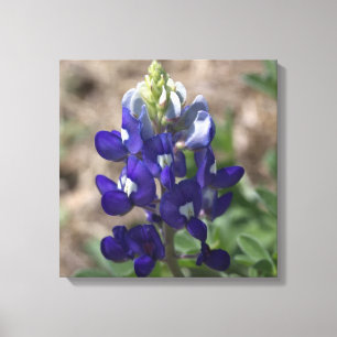 Toile Texas Bluebonnet : vue de macro de fermeture