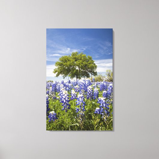 Toile Texas bluebonnets (lupinus texensis) et chêne (Recto)