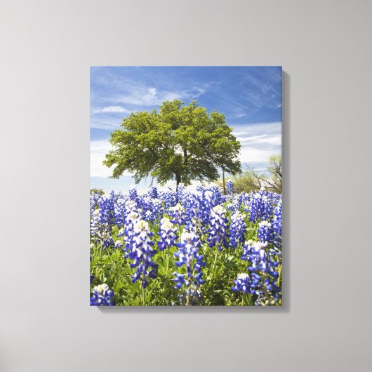 Toile Texas bluebonnets (lupinus texensis) et chêne (Recto)