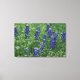 Toile Texas, lac Buchanan. Bleuet du Texas et sauvage