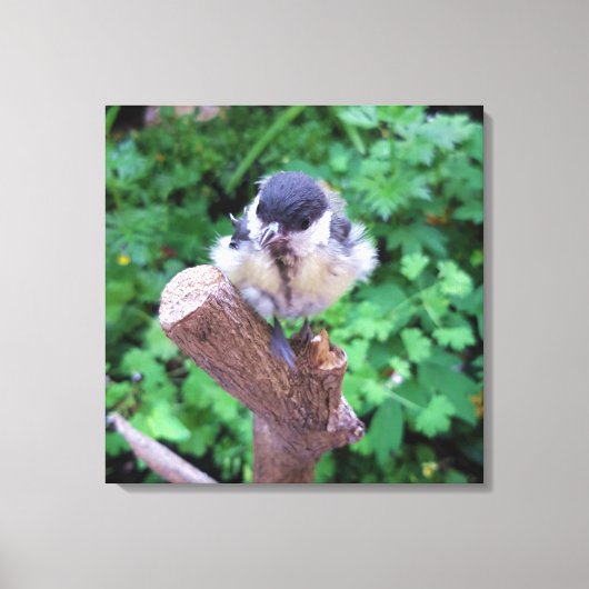 Toile Tidi my Bird le Parus Major (Recto)