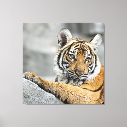 Toile Tiger016 (Recto)