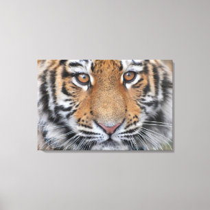 Toile Tiger petit visage