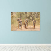 Toile Tigers royaux du Bengale sur la piste, Ranthambhor (Insitu (Plancher de Bois))