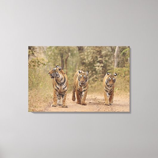Toile Tigers royaux du Bengale sur la piste, Ranthambhor (Recto)