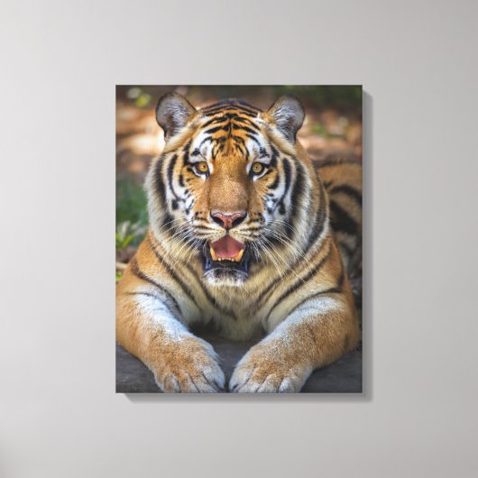 Toile Tigre (Recto)