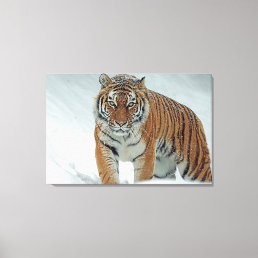 Toile Tigre (Recto)
