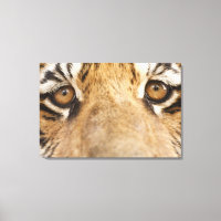 Tigre