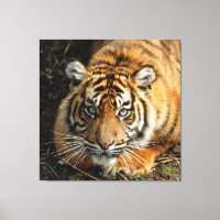 Tigre 037
