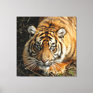 Toile Tigre 037