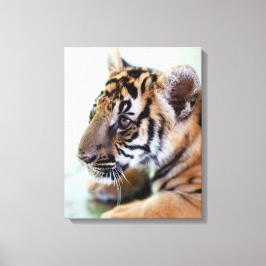Toile Tigre asiatique (Recto)
