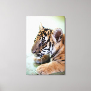 Toile Tigre asiatique
