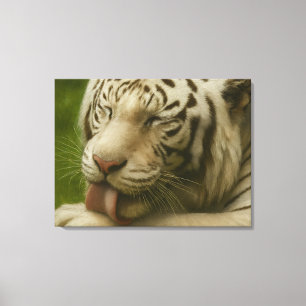 Toile Tigre blanc dans le rituel de toilettage privé