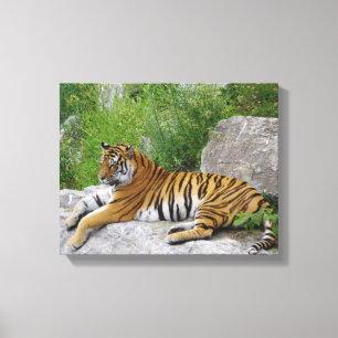 Toile Tigre de Sibérie se reposant sur un rocher