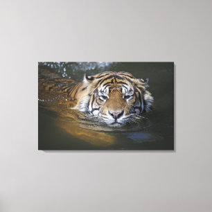 Toile Tigre de Sumatra, Panthera tigris sumatrae