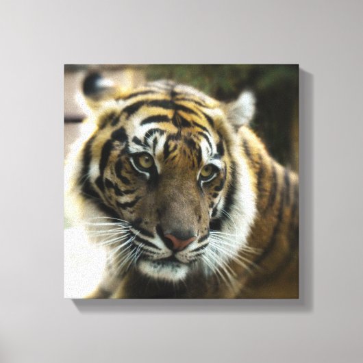 Toile Tigre du Bengale (Recto)