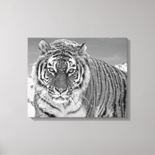 Toile Tigre Noir Et Blanc Hiver Nature Photo Neige