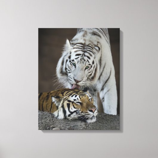 Toile Tigres blancs et Brown au repos (Recto)