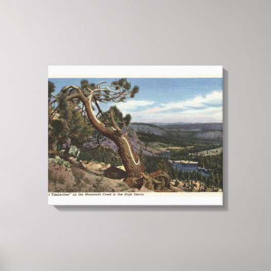 Toile Timberline sur Mammoth Crest (Recto)