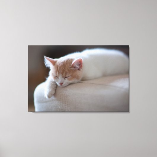 Toile Tired Beige et White Kitten (Recto)