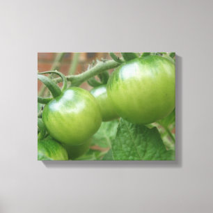 Toile Toiles de tomates vertes