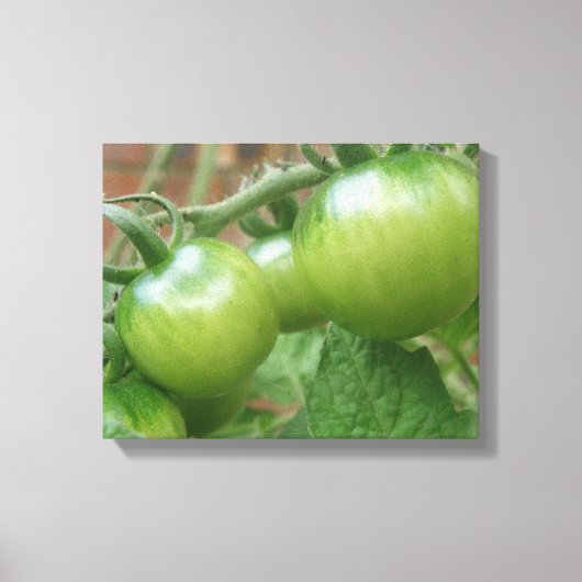 Toile Toiles de tomates vertes (Recto)