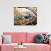TOILE TORTOISE GÉANT (Insitu(Salon))