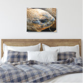 TOILE TORTOISE GÉANT (Insitu(Chambre))