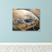 TOILE TORTOISE GÉANT (Insitu (Plancher de Bois))