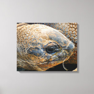 TOILE TORTOISE GÉANT