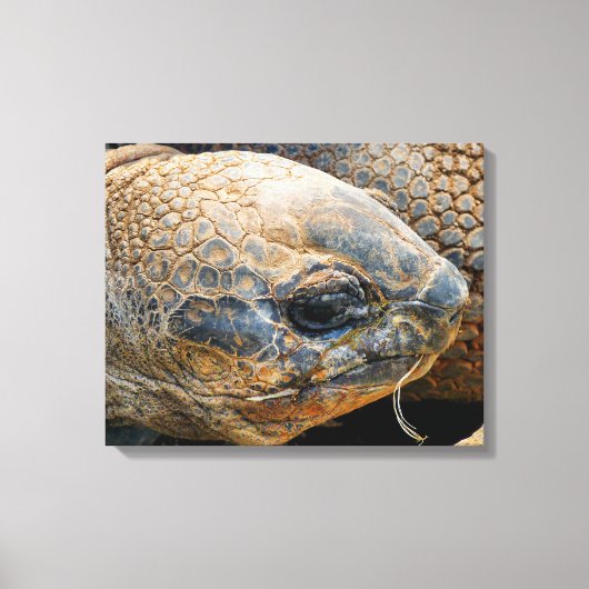 TOILE TORTOISE GÉANT (Recto)