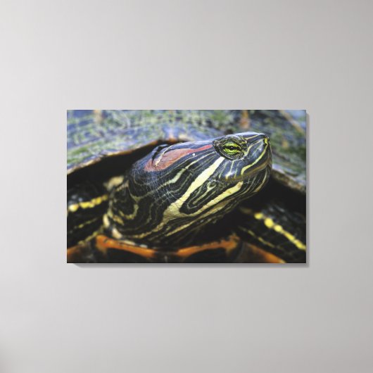 Toile Tortue à oreilles rouges, Trachemys scripta elegan (Recto)