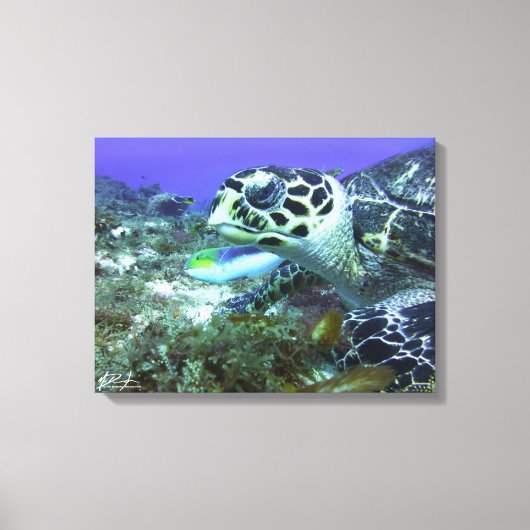 Toile Tortue cozumel (Recto)