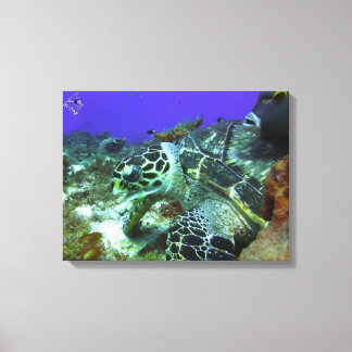 Toile Tortue Cozumel #3