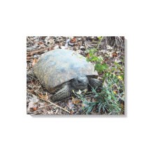 Tortue de Gopher à Marche du Matin