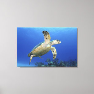Toile Tortue de mer de Hawksbill