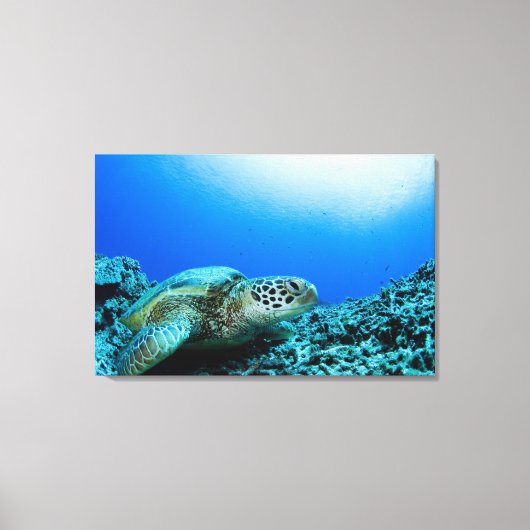 Toile Tortue de mer reposant sous l'eau (Recto)