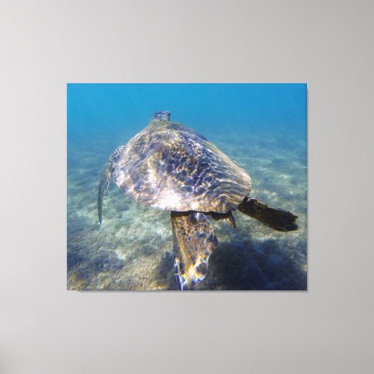 Toile Tortue géante (Recto)
