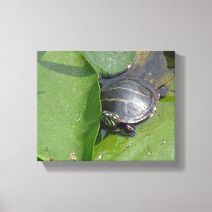 Toile Tortue peinte bébé sur nénuphars