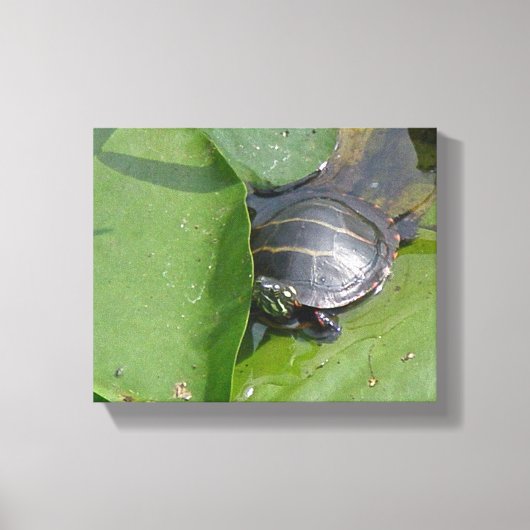 Toile Tortue peinte bébé sur nénuphars (Recto)