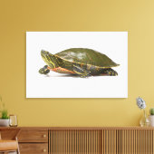 Toile Tortue peinte occidentale (Chrysemys picta bellii) (Insitu(Salon))