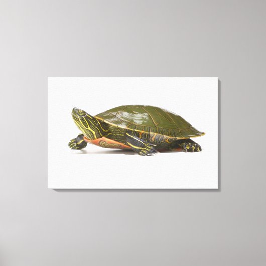 Toile Tortue peinte occidentale (Chrysemys picta bellii) (Recto)