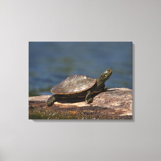 Toile Tortue peinte sur un bûcher (Recto)