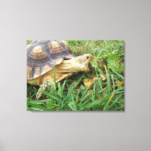 Toile Tortue Sulcata, bouche ouverte, pâturage en herbe