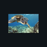 Toile Tortue verte hawaïenne<br><div class="desc">Une tortue de mer verte hawaïenne étudie son reflet dans mon port de dôme. © et ® Bigstock® - Tous droits réservés.</div>