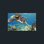 Toile Tortue verte hawaïenne<br><div class="desc">Une tortue de mer verte hawaïenne étudie son reflet dans mon port de dôme. © et ® Bigstock® - Tous droits réservés.</div>